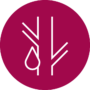 Angiologie